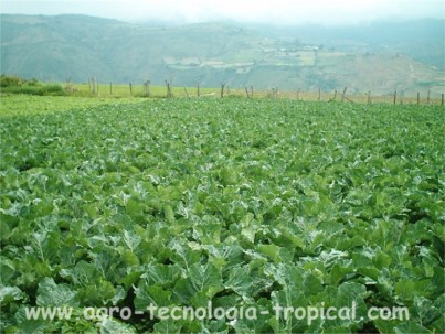 Agricultura convencional plantación de coliflor